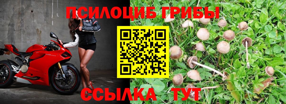 Воркута  Псилоцибиновые грибы Psilocybine cubensis  Вход с VPN 